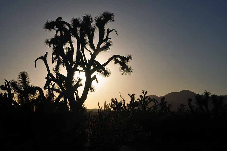 joshua trees